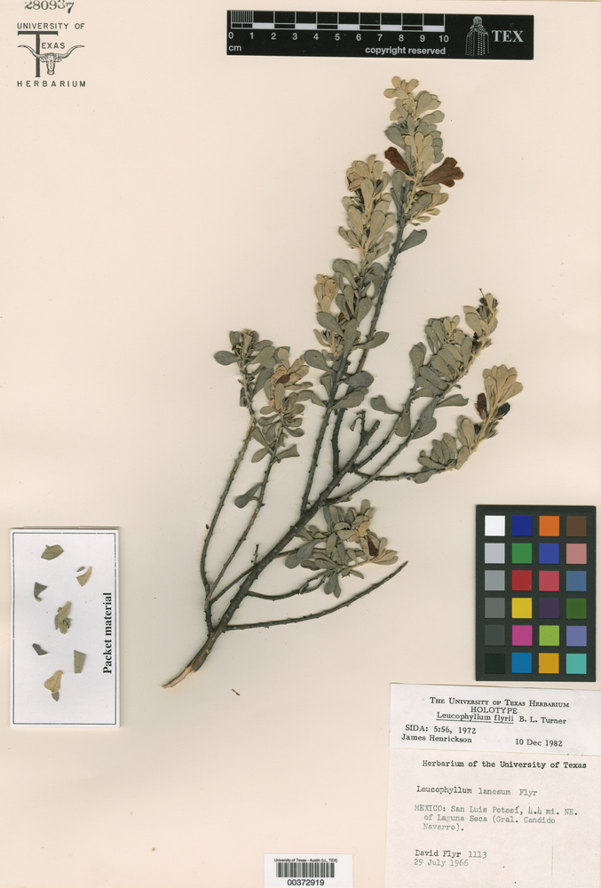 Leucophyllum flyrii image