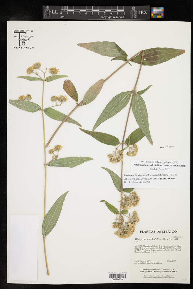 Alloispermum scabrifolium image