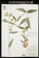 Image of Alloispermum scabrifolium