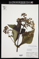 Rumfordia floribunda var. australis image