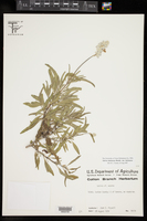 Salvia farinacea image
