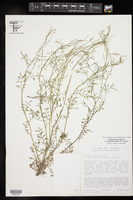 Cardamine parviflora var. arenicola image
