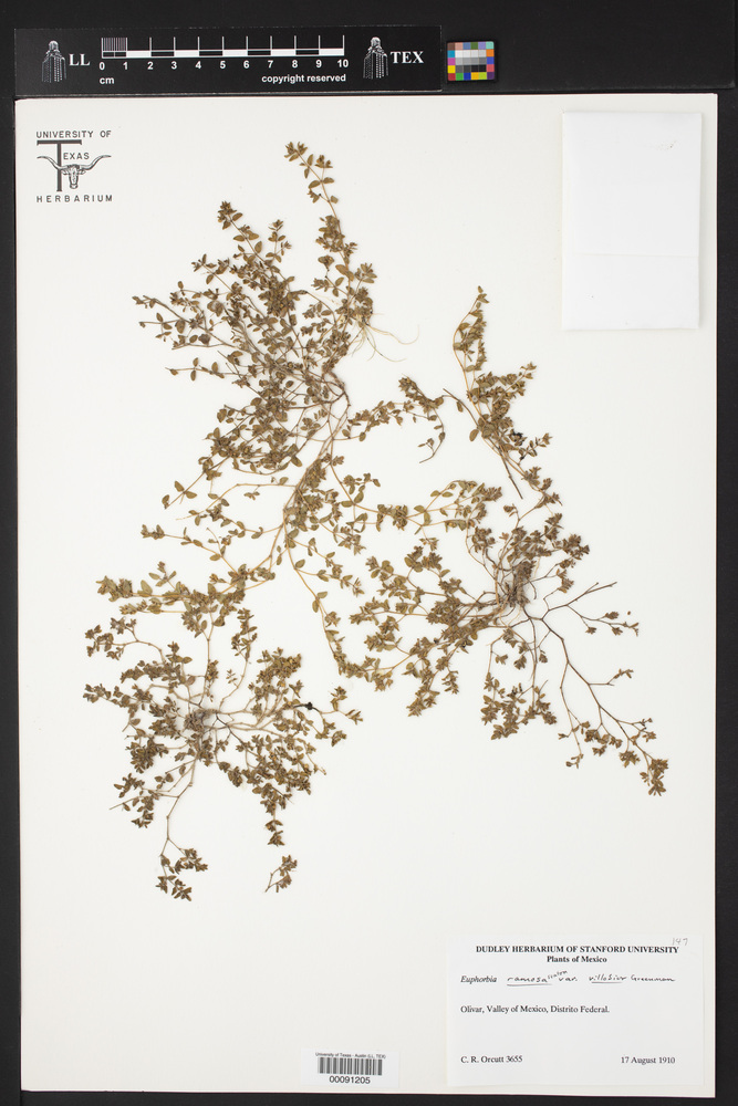Euphorbia ramosa image