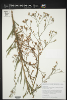 Symphyotrichum subulatum var. parviflorum image