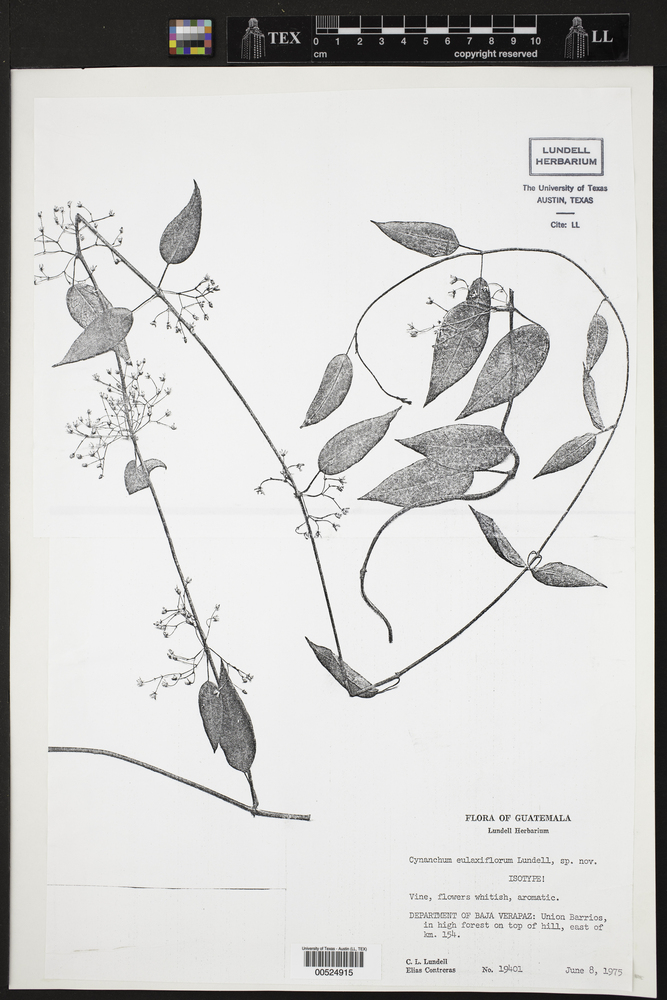 Jobinia eulaxiflora image
