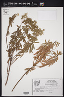 Image of Euphorbia orizabae