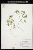 Euphorbia dentata var. dentata image
