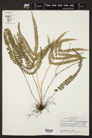 Lindsaea guianensis image