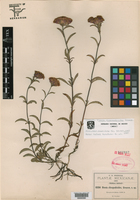 Stevia clinopodioides image