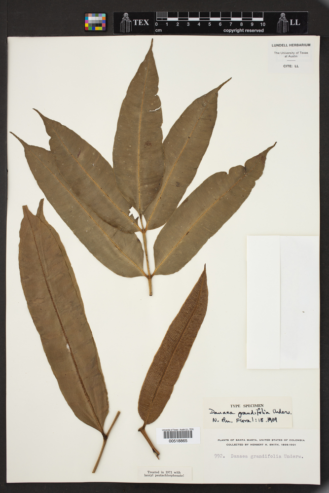 Danaea grandifolia image