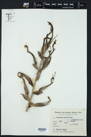 Puya mirabilis image