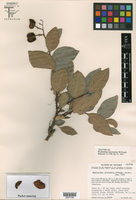 Phyllanthus tequilensis image