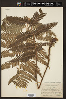 Dryopteris × neowherryi image