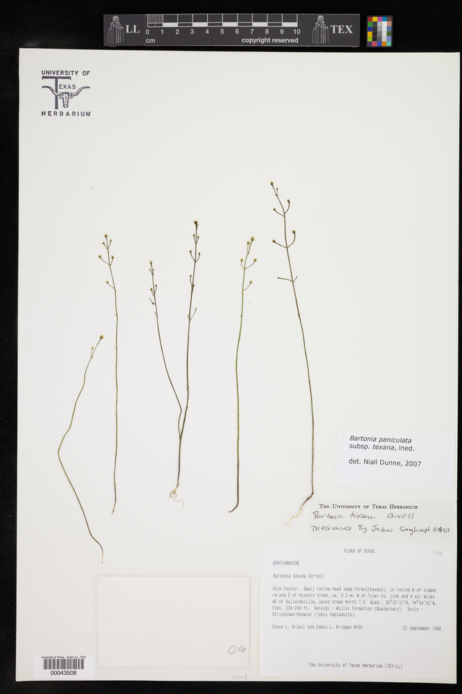 Bartonia paniculata subsp. texana image