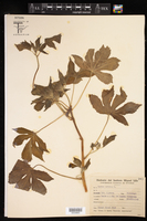 Croton lobatus image