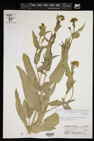 Flaveria chlorifolia image