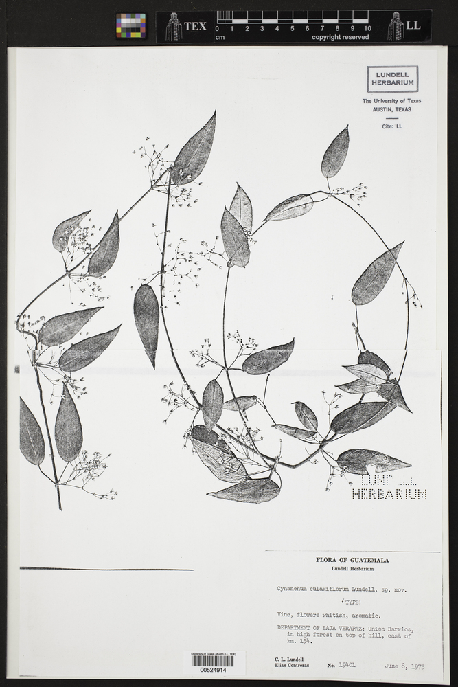 Jobinia eulaxiflora image