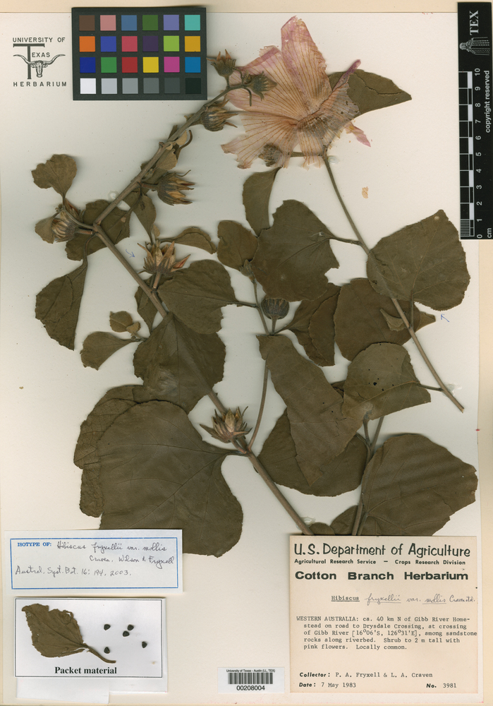 Hibiscus fryxellii var. mollis image