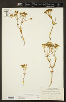 Valerianella amarella image