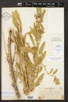 Sphaeralcea lobata image