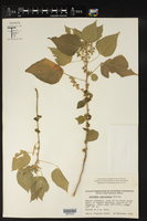 Acalypha comonduana image