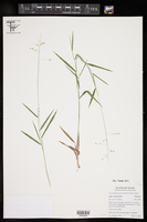 Dichanthelium pedicellatum image