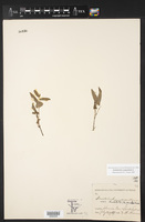 Endodeca serpentaria image