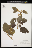 Lycianthes sideroxyloides image