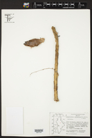 Selenicereus spinulosus image