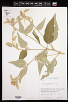 Croton triqueter image