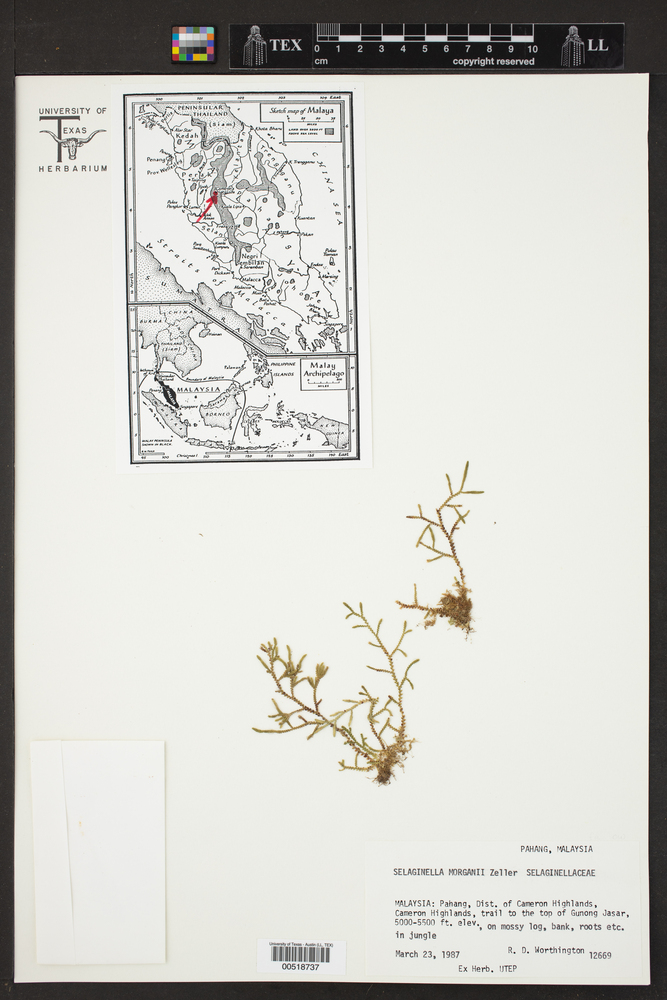 Selaginella morganii image