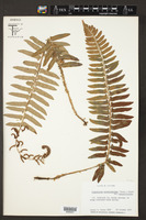 Polystichum acrostichoides var. acrostichoides image