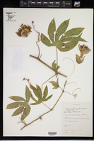 Passiflora serratodigitata image