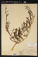 Ipomoea leptophylla image