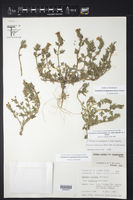 Glandularia polyantha image