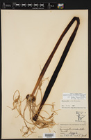 Hymenocallis occidentalis var. eulae image
