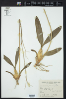 Cyrtochilum flexuosum image