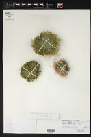 Selaginella gypsophila image