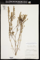 Symphyotrichum ericoides var. ericoides image
