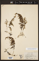 Hymenophyllum lanceolatum image