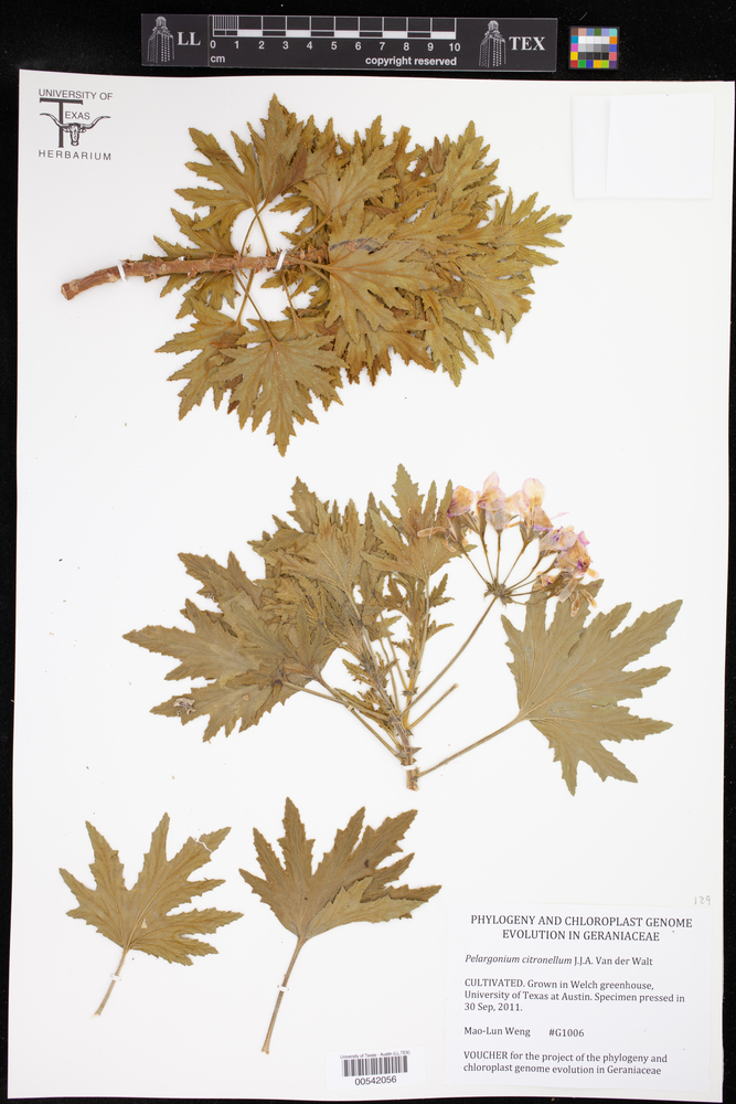 Pelargonium citronellum image