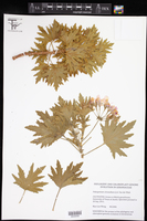 Image of Pelargonium citronellum