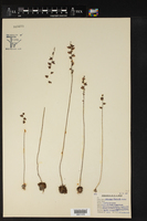 Utricularia fimbriata image