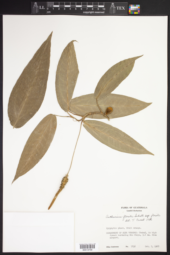 Anthurium flexile subsp. flexile image