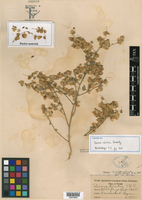 Dicoria canescens subsp. clarkiae image