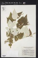 Croton watsonii image