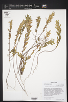 Acalypha gracilens var. delzii image