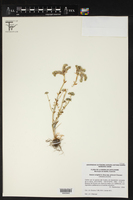 Sedum wrightii subsp. priscum image