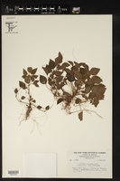 Acalypha hypogaea image