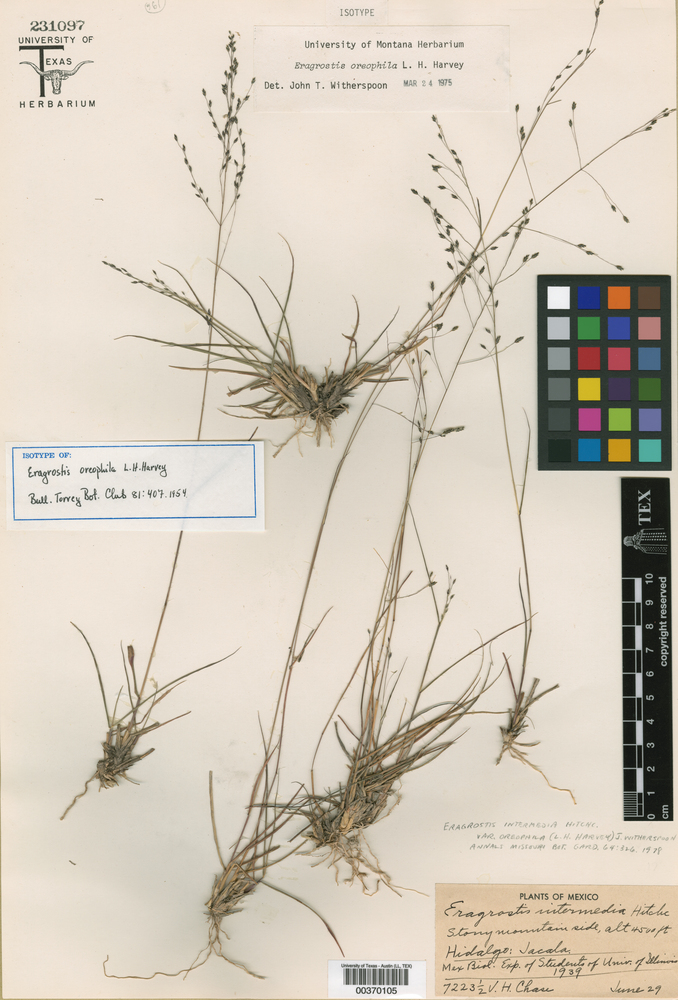 Eragrostis oreophila image